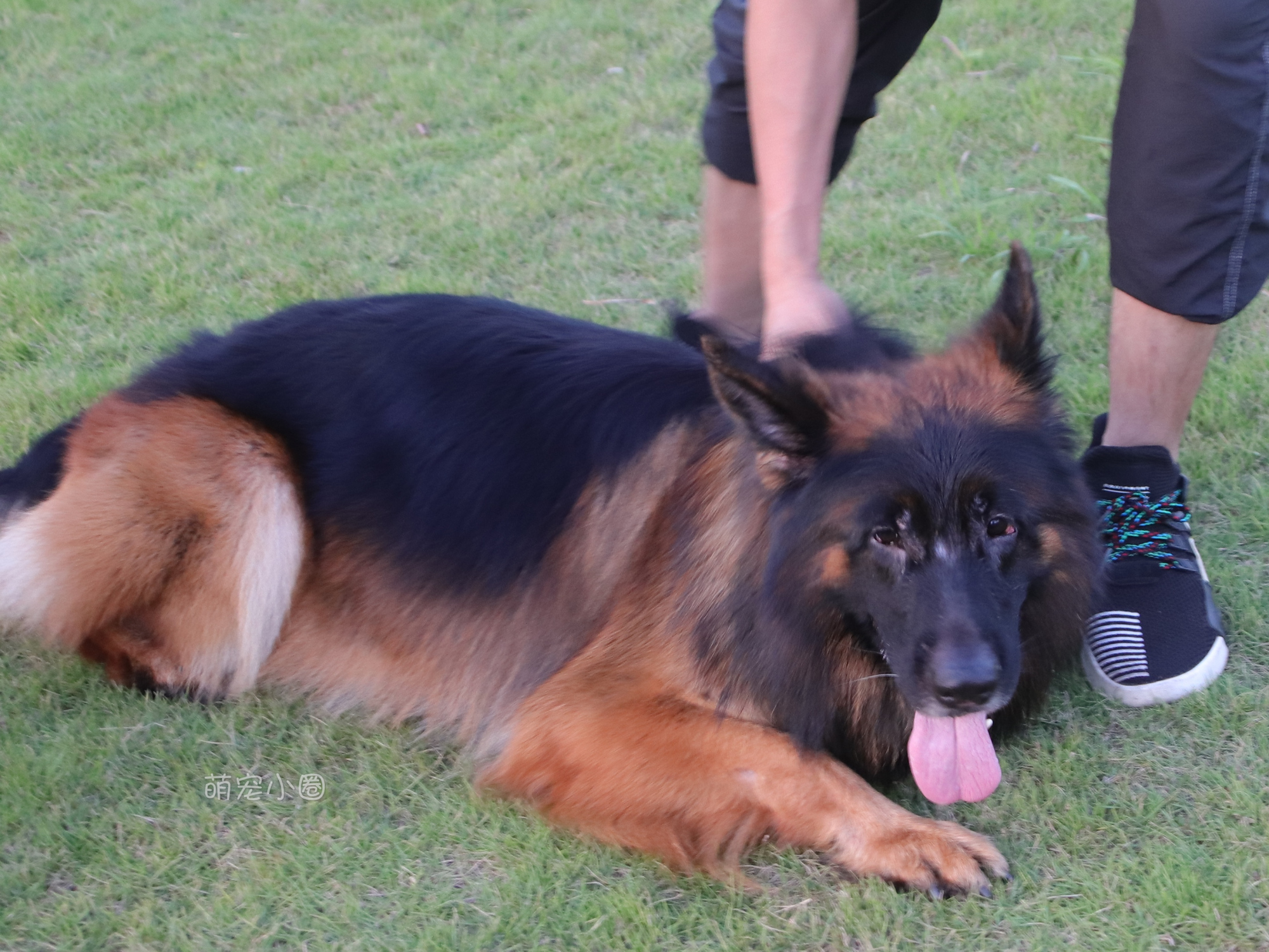 狗狗会害怕这8件事你知道吗,狗狗突然很害怕主人就生病了