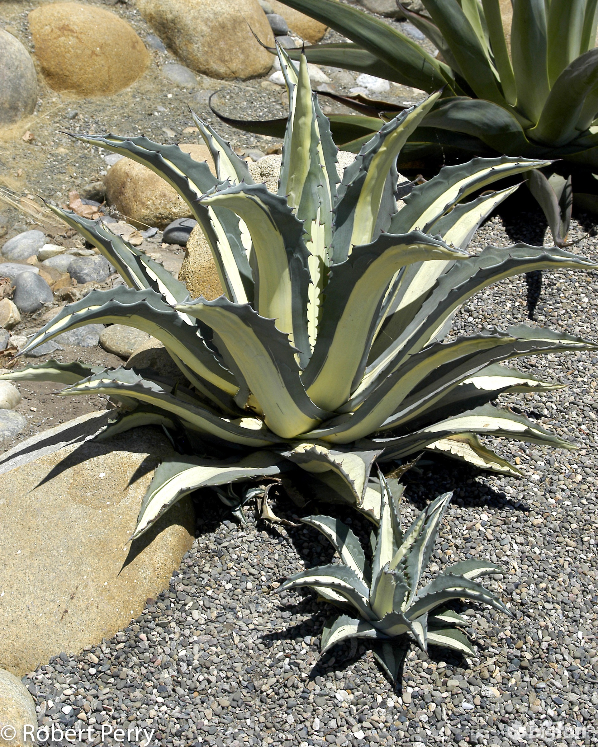 明日方舟灰雾迷境,明日方舟灰蕈迷境数据统计