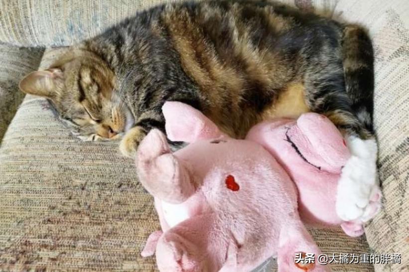 心爱的毛绒小猪被毁后，小猫又有了大堆新朋友“粉红色的我都爱”