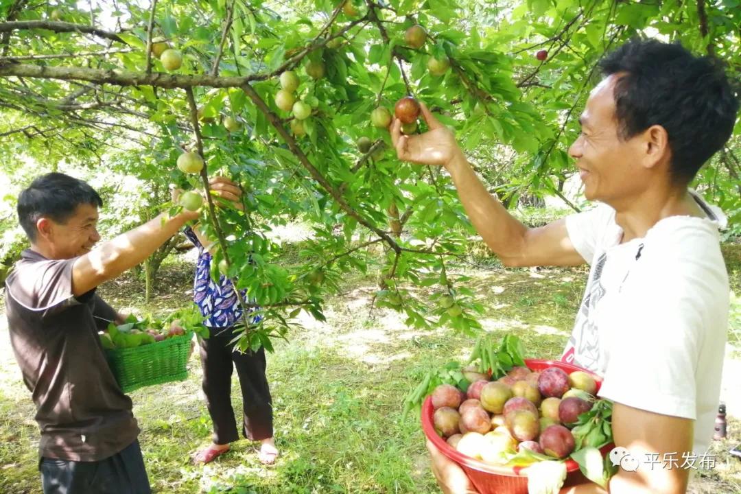 骞充箰澶ч噷鏉戝濂充富浠诲崲鐕曡姵,妗傛灄甯傚崲鐕曡姵