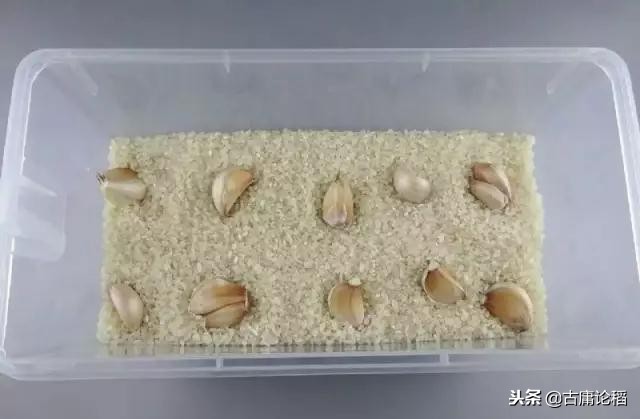 米和面里黑色的虫子是什么,你见过米里面黑色的小虫吗