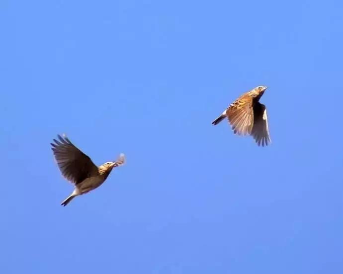 从禾花雀到云雀,又一种鸟快被中国人吃绝种了!