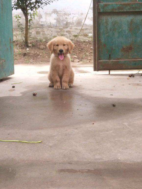 狗狗脾气不好老打架,狗狗脾气不好一急就咬人