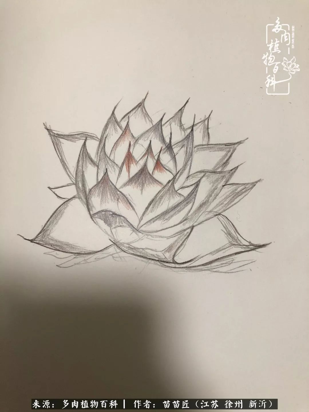 多肉之江湖：众肉友们，修仙渡劫几何了？