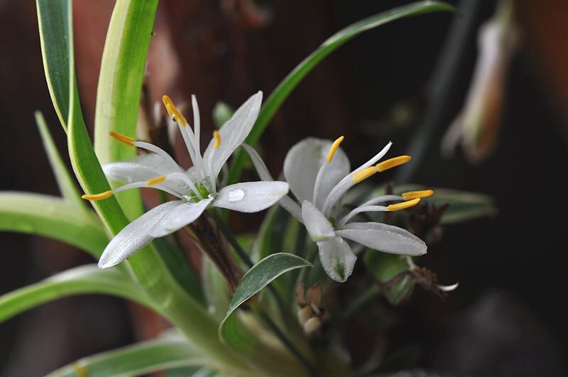 为什么吊兰开一次花就不开了,为什么吊兰一浇水就烂