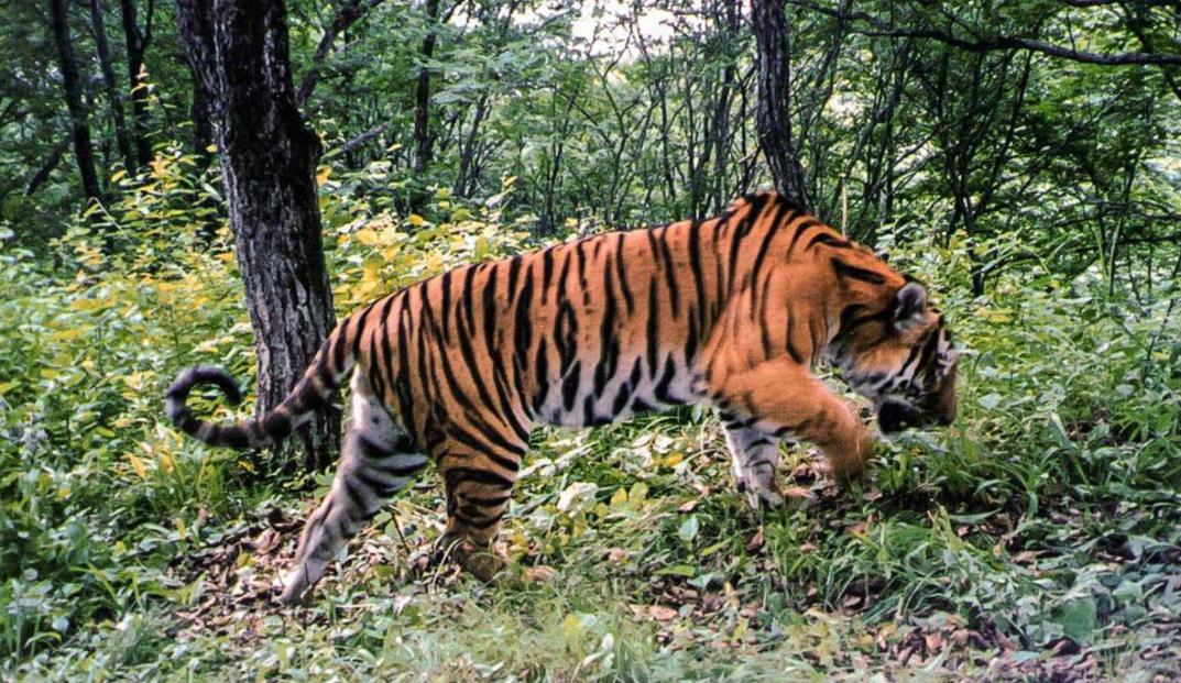 野生东北虎遇到人会主动攻击吗,为了自保杀死东北虎违法吗