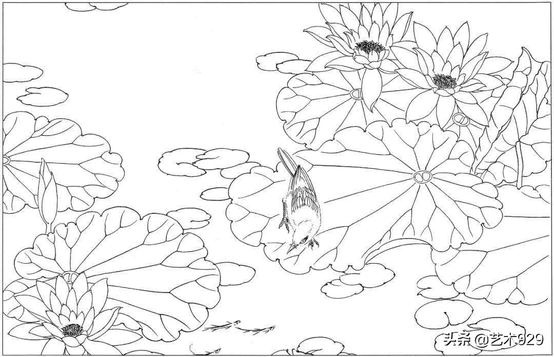 适合初学者的荷花白描画稿,荷花小品实用白描画稿