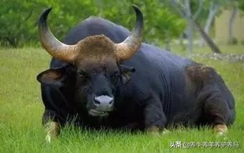 适合生产雪花牛肉的中国牛品种,夏洛莱和黑白花牛杂交是啥品种