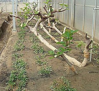 无花果种植棚,建一个无花果冷棚需要多少钱