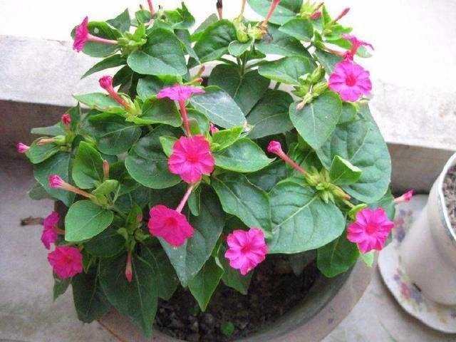 一根枝掉地上都能活，没几天就重新冒一棵出来，年年长成一大簇