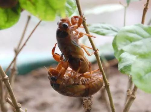 金蝉养殖书,金蝉养殖实用技术百度网盘