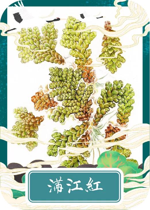 「手绘湖州」小满节气，一起揭开湖州古称“菰城”背后的玄机