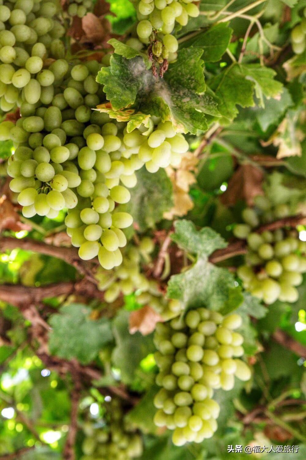 新疆哪里避暑必去吐鲁番,中国最低的地方吐鲁番盆地