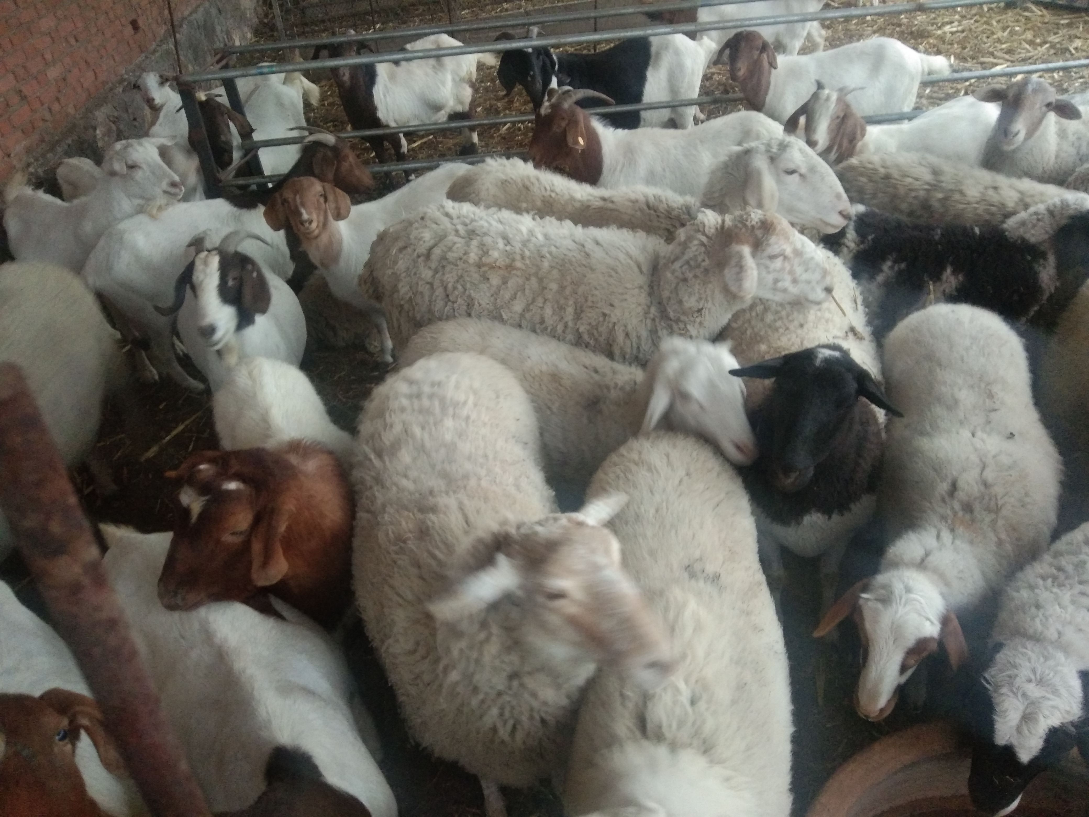 羊羔瘫软的原因及治疗方法,羊羔呼吸急促死亡什么原因