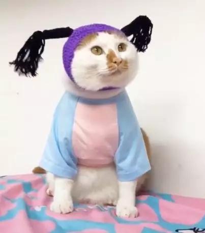 可可爱爱的猫狗,可可爱爱的流浪猫咪