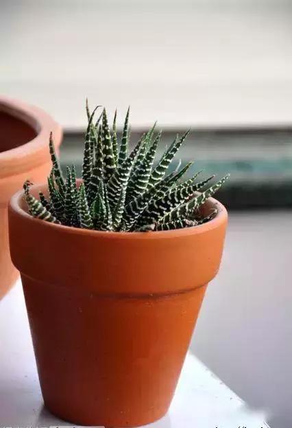 献给那些养花每次都养死的人文案,一直养死花但从未放弃养花