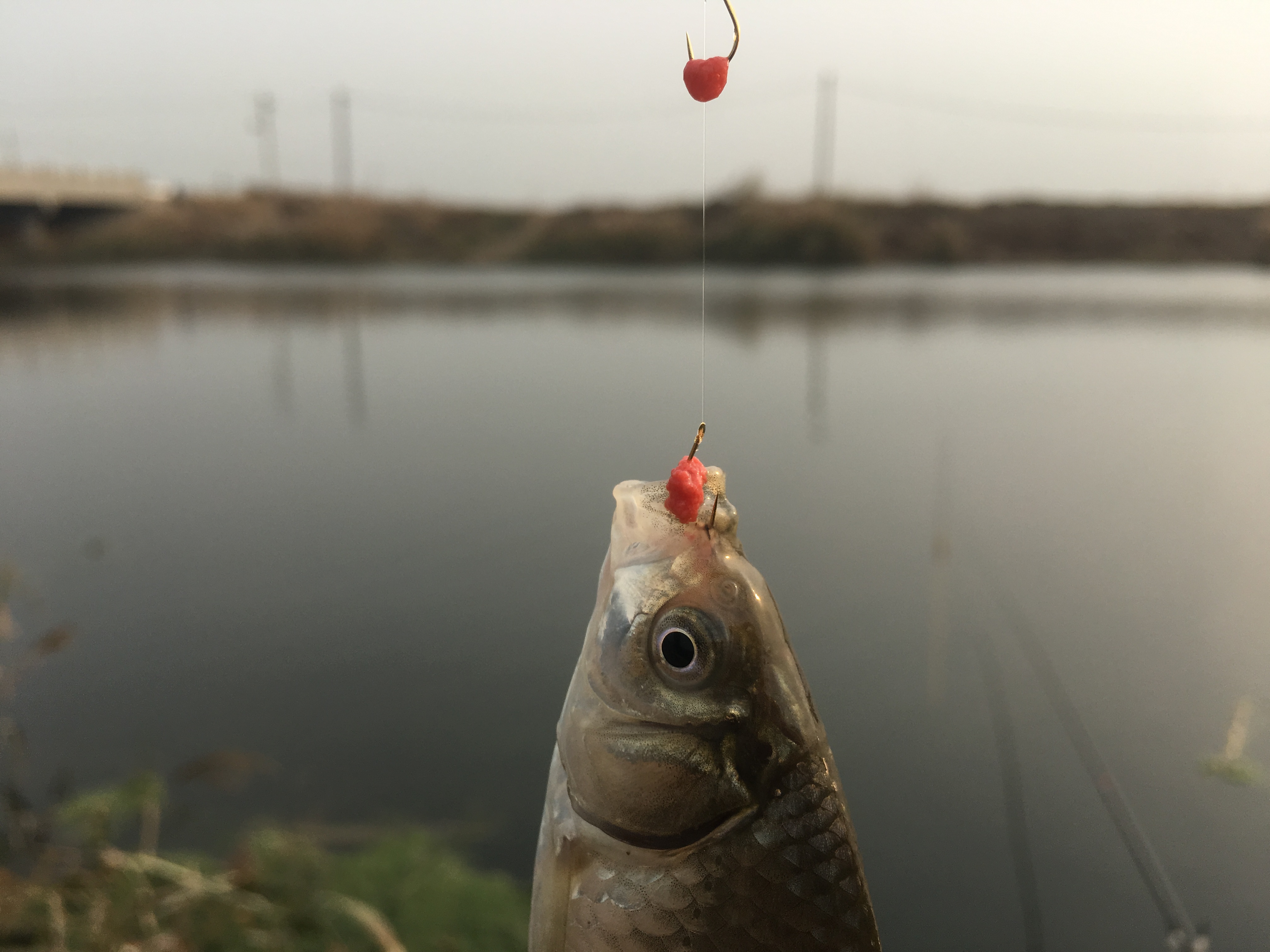 冬季垂钓鲫鱼如何避免闹小鱼,冬天野港刮风3级怎样钓鲫鱼