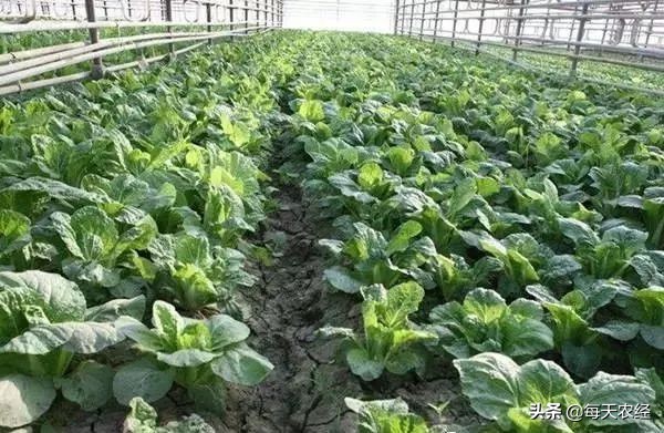 面临重茬，我们怎么办？（实用好文）