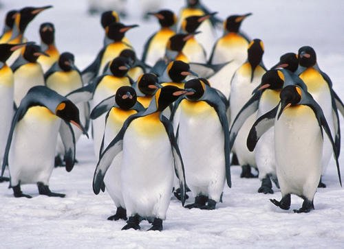 企鹅是不是南极特有动物,企鹅靠什么能在寒冷的南极生活呢