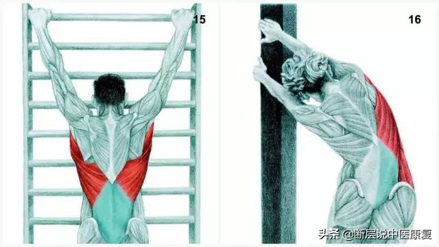 肌肉拉伸组图,最全的16种肌肉拉伸动作