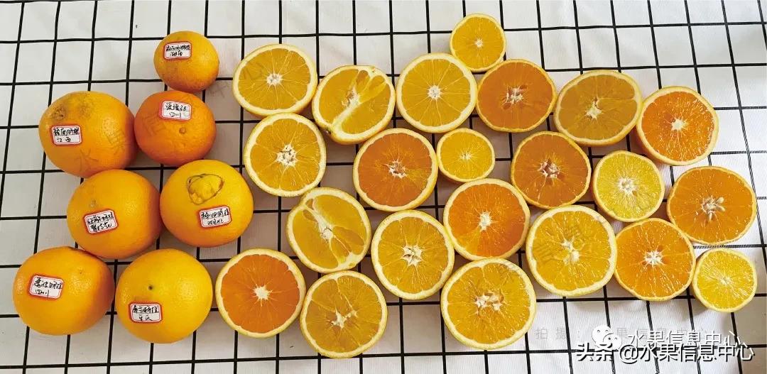 9种橙子测评,正宗秭归脐橙湖北橙子