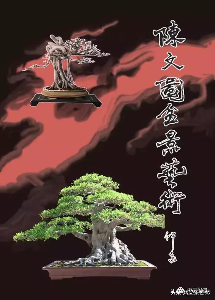 陈文图榕树欣赏,陈文图盆景