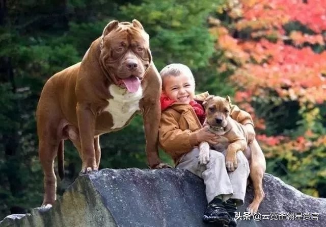 比特犬是最猛的吗,比特犬有多厉害