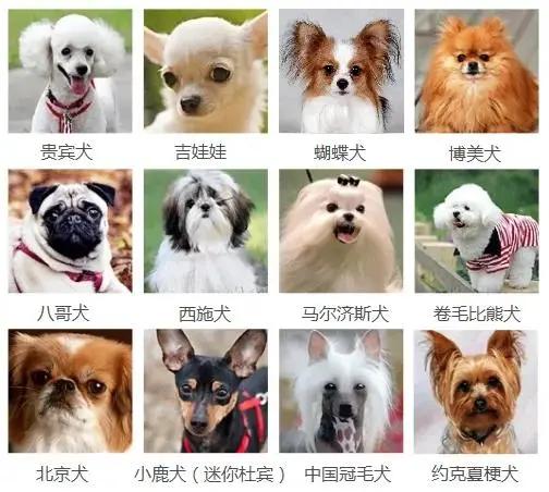 你家狗狗打了狂犬病疫苗了吗,狗狗防疫站打针免费吗