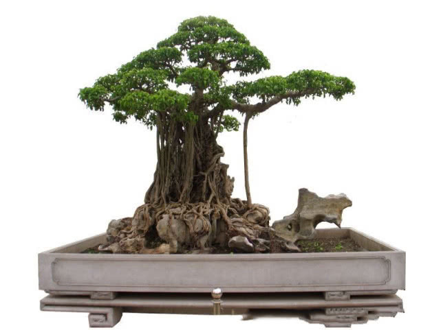 越南男子花两万买8吨巨木,越南价值280亿盆景