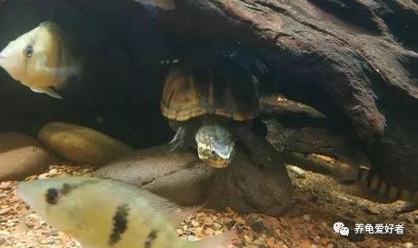 养龟小常识,多了解总是没坏处的