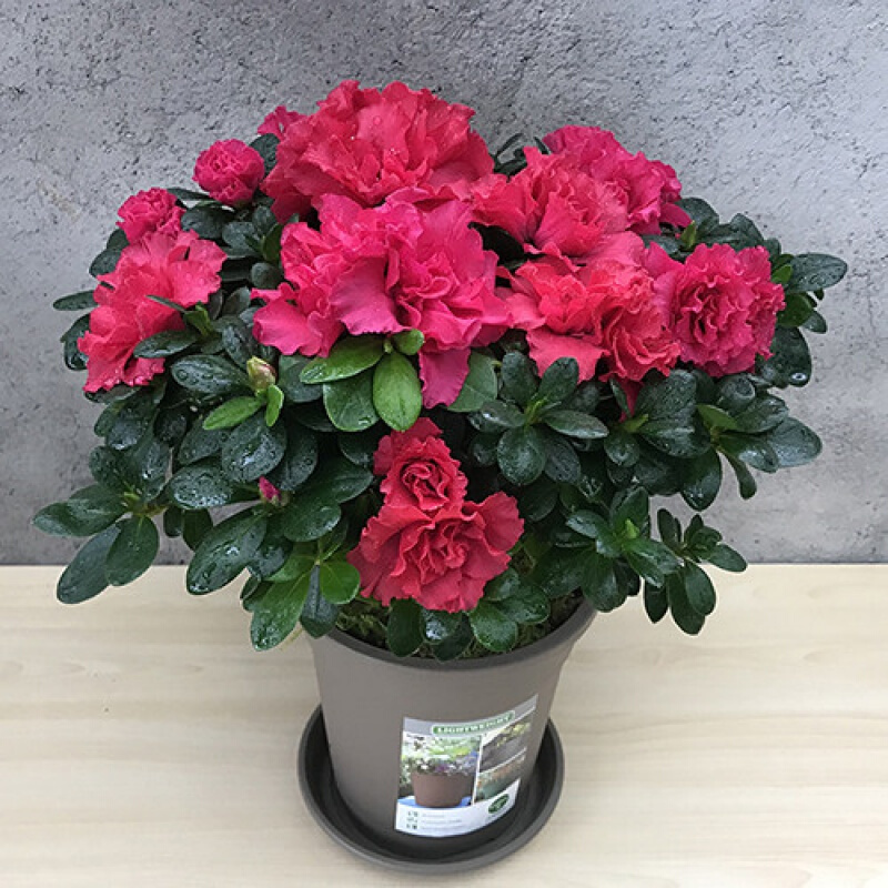 好养的盆栽花卉大全,人养花花