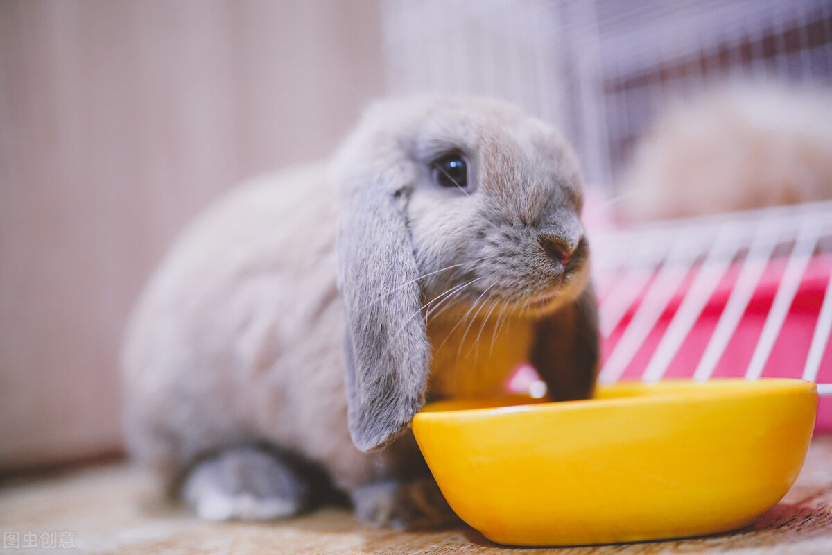 兔子拉稀了怎么办,兔子可以吃米皮糠吗