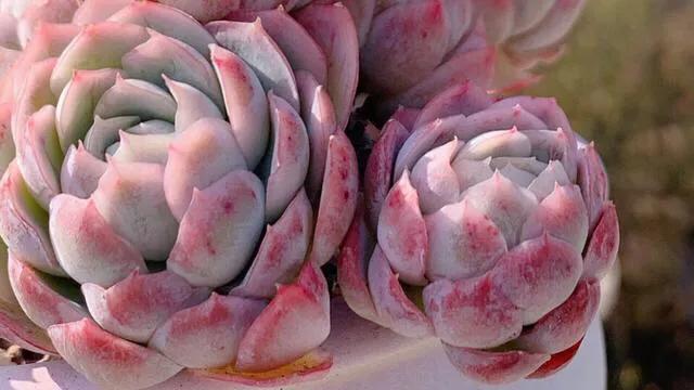 多肉冰梅和贝瑞哪个更容易出状态,多肉冰梅怎么养爆盆