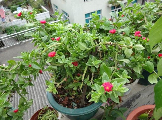 吊兰的养护方法和技巧,白玉金心吊兰和卷叶吊兰的区别