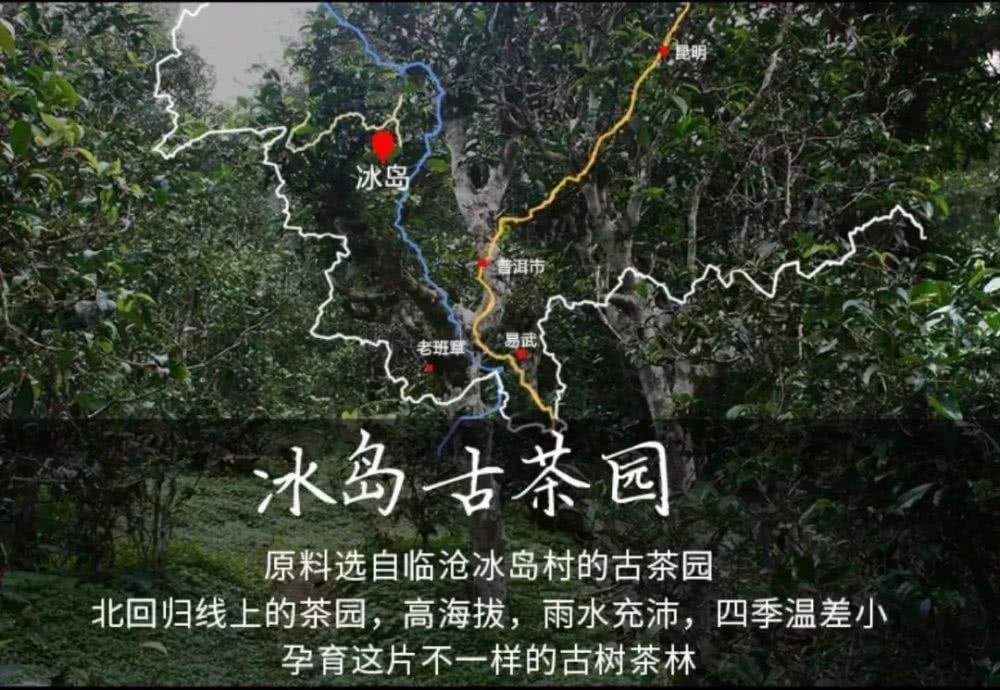 云南冰岛古树普洱茶的特点,冰岛古树普洱茶台地茶区别