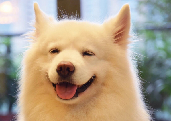 微笑天使萨摩耶剃完毛,微笑天使萨摩耶