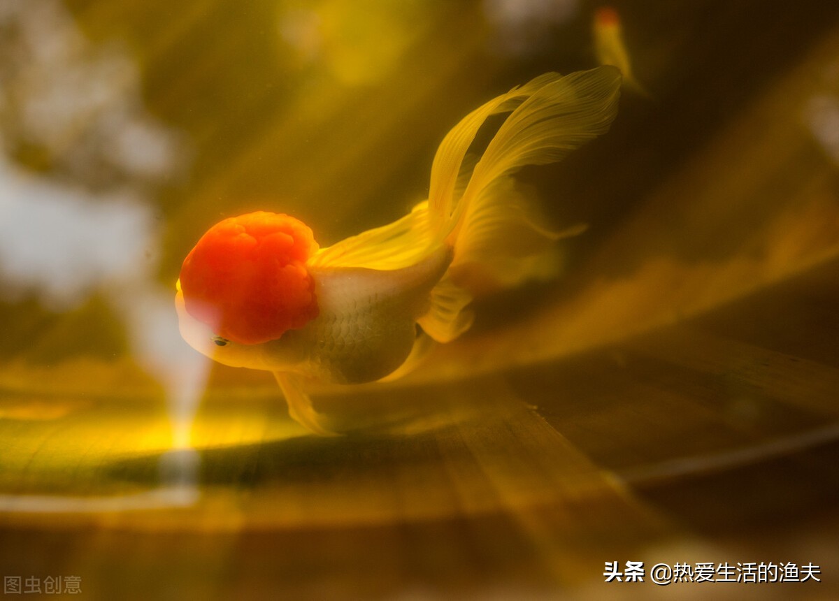 草金鱼身上有出血状红斑,金鱼身上有出血和炸鳞