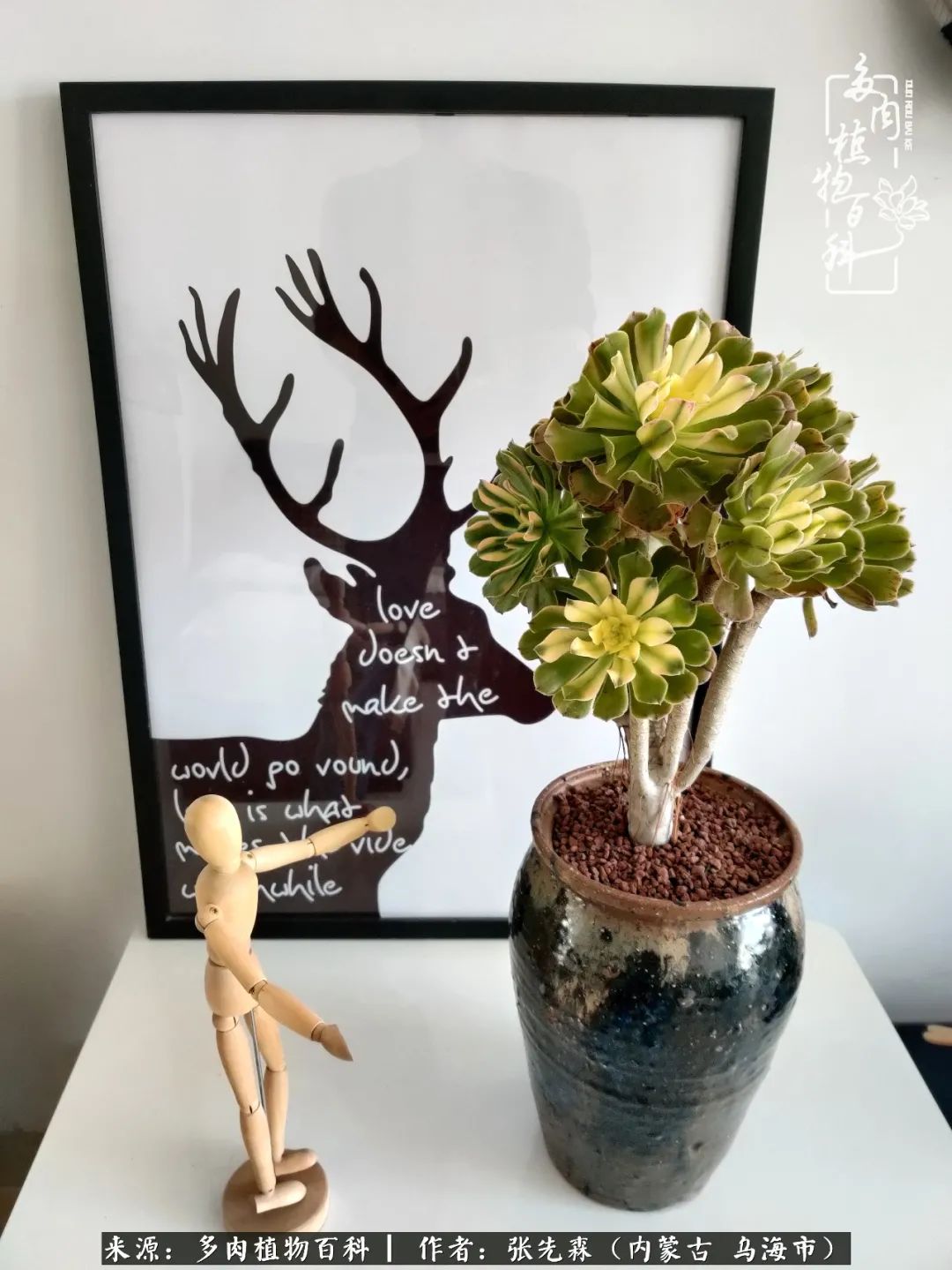 吸取教训，不断探索，英语老师的多肉碎碎念