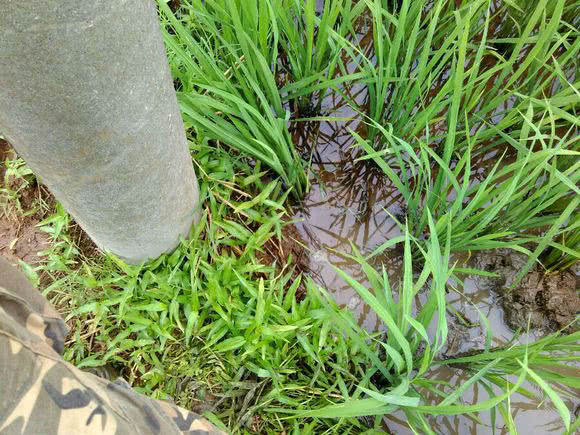 钓黄鳝怎么找洞,钓黄鳝找石头洞的技巧