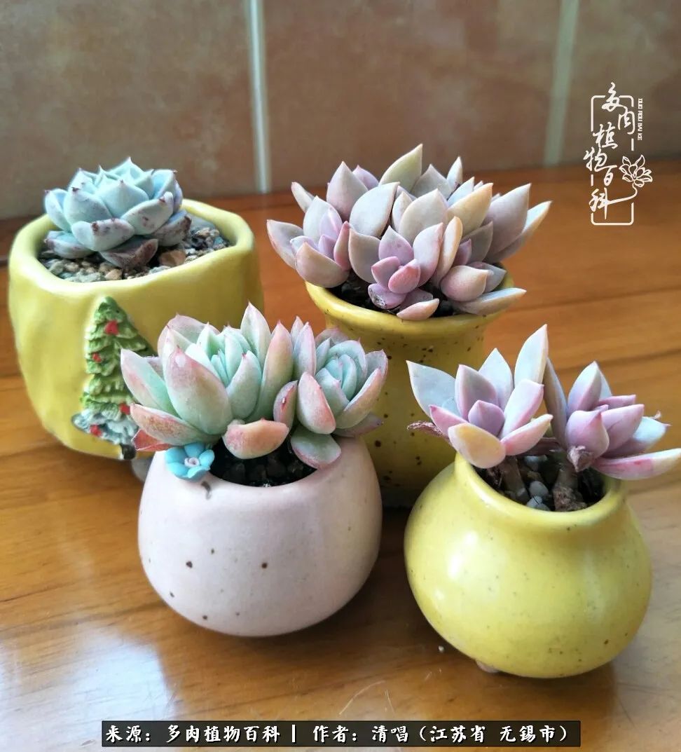 多肉植物百科好看又好养的多肉,喜欢多肉的朋友欢迎光临多肉园艺