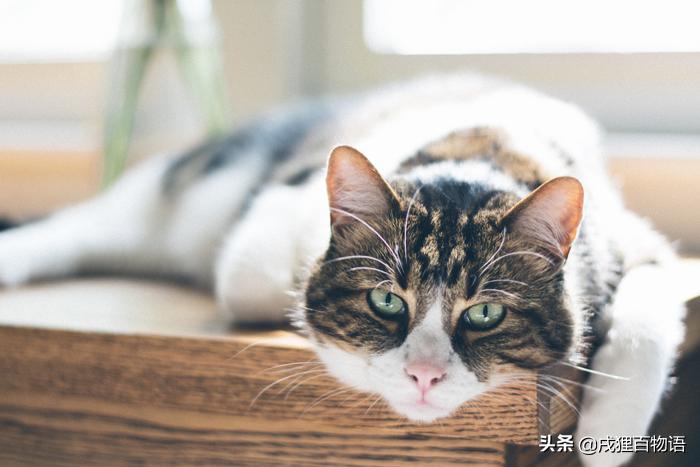 猫咪得了猫瘟如何治愈,猫咪得了猫瘟怎么帮助它挺过去