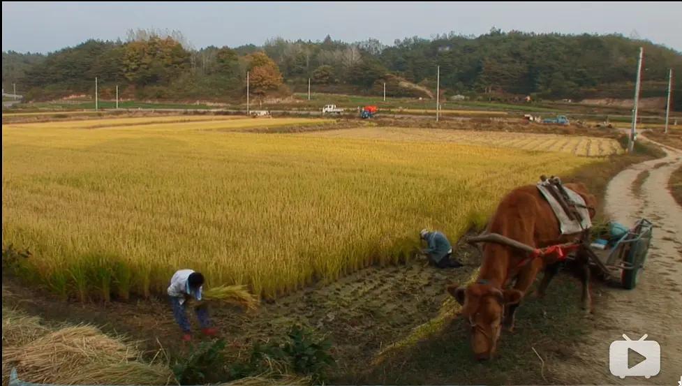 老黄牛被卖狗狗含泪送别,老黄牛被卖狗狗哭了