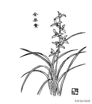 兰花蕙兰十大名品,蕙兰名品大全欣赏