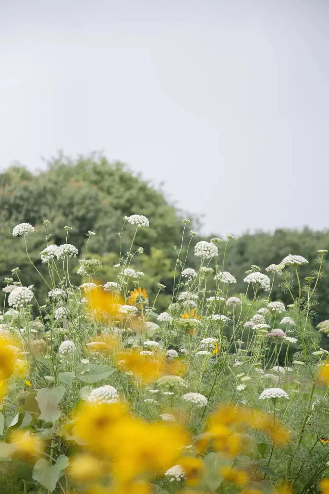 最会说情话的人全集,最会说情话的人