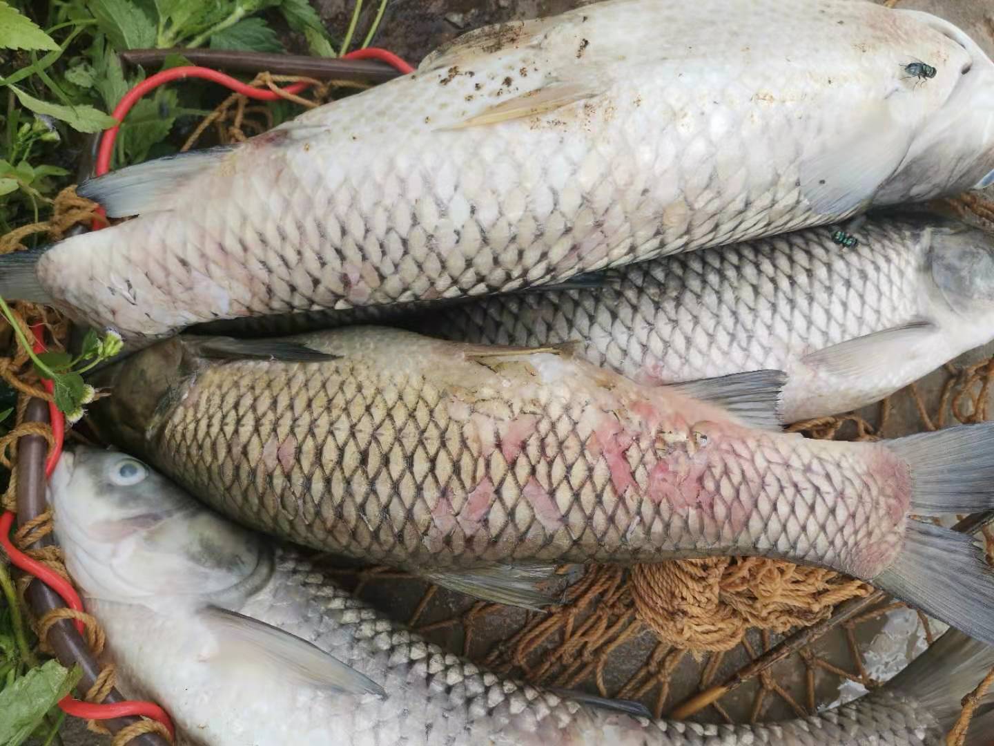 春季淡水鱼死亡原因及防治对策,养殖淡水鱼烂尾烂嘴是什么问题