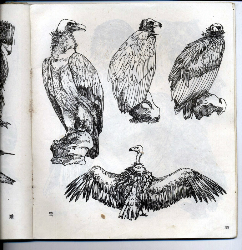 一百幅动物素描,近百幅动物画