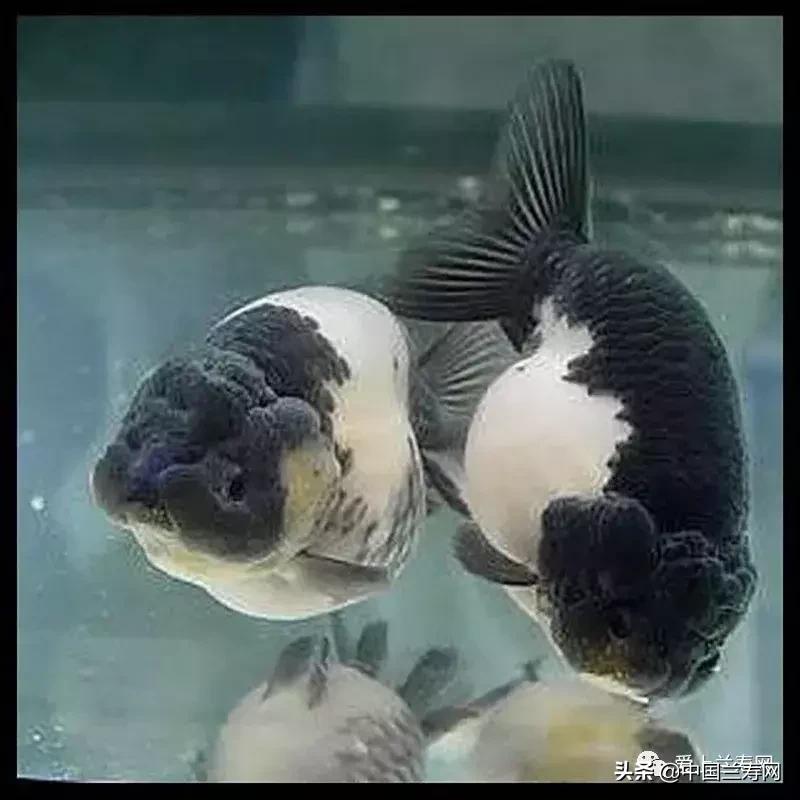 兰寿金鱼鲨鱼鳍品种图片大全,金鱼泰狮与兰寿是一个品种吗