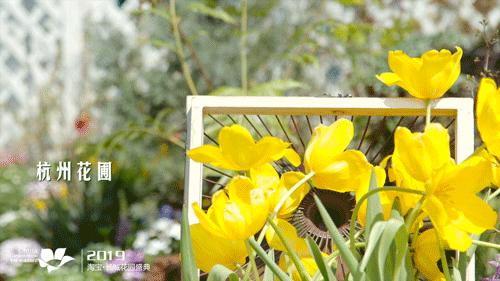 美到窒息！杭州这场园艺界的盛典，懂生活的人必须去！