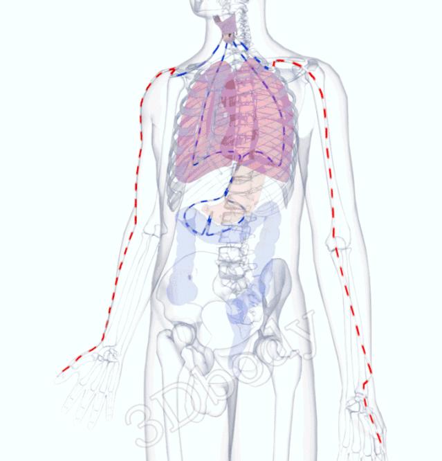 3d经络循行图讲解,阴维脉与阳维脉3d循行动态走向图