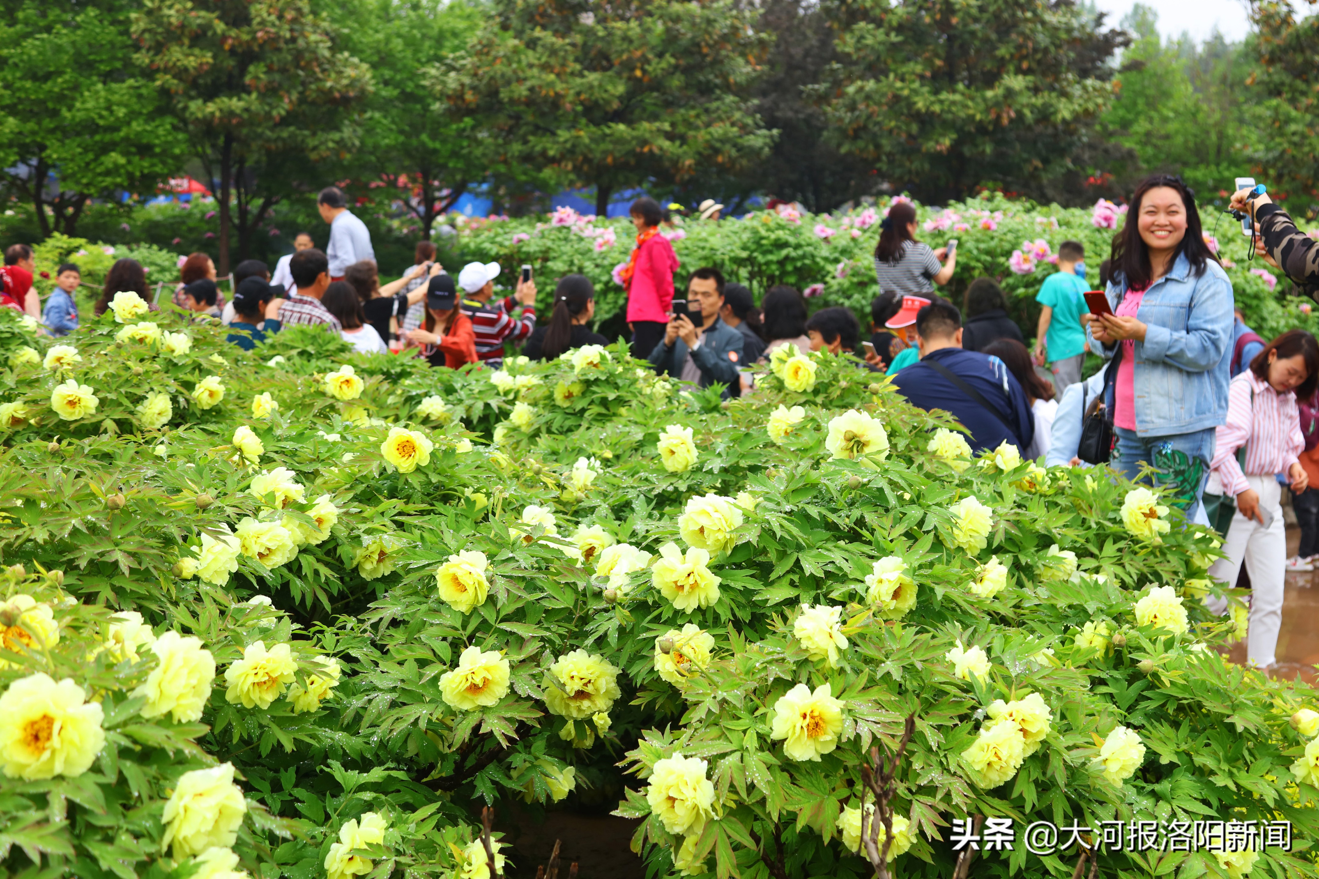 洛阳国际牡丹园太空牡丹花争艳,洛阳国际牡丹园的太空牡丹